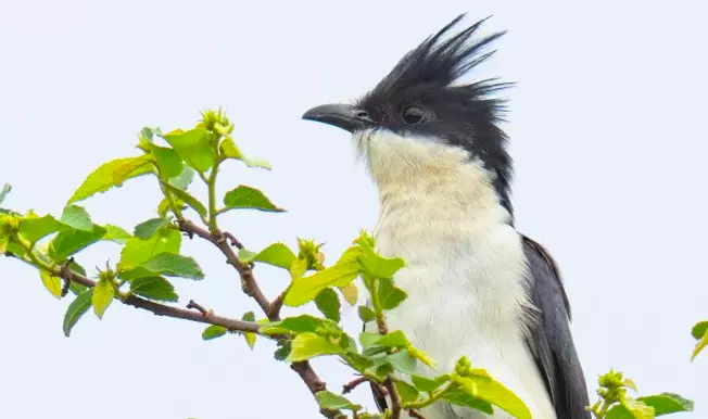 Pied Cuckoo, Harbinger Of Rains, Arrives In TG Pied Cuckoo, Harbinger Of Rains, Arrives In TG
