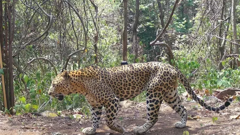 Leopard Spotted on Tirumala First Ghat Road, Sparks Panic Among Devotees