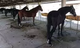 Horse Lovers To Move Court Over Abandoned Horses