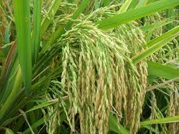 Nalgonda Farmers Shift to Direct Sowing