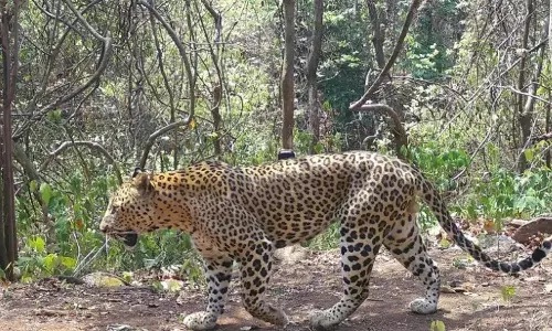 Leopard Spotted on Tirumala First Ghat Road, Sparks Panic Among Devotees