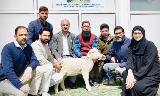 Kashmir Agri Uni Produces India’s First Gene-edited Sheep Kashmir Agri Uni Produces India’s First Gene-edited Sheep
