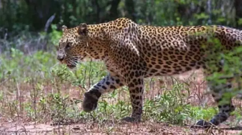Leopard Mauls Youth Near Nallamala Forest