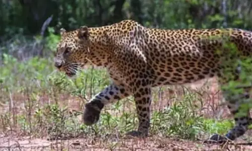 Leopard Mauls Youth Near Nallamala Forest
