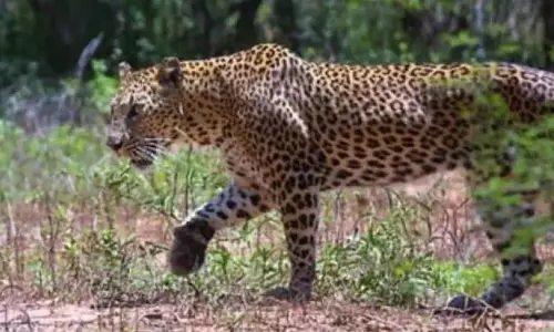 Forest, TTD Officials Step Up Vigil After Sighting of Leopard Along Ghat Road