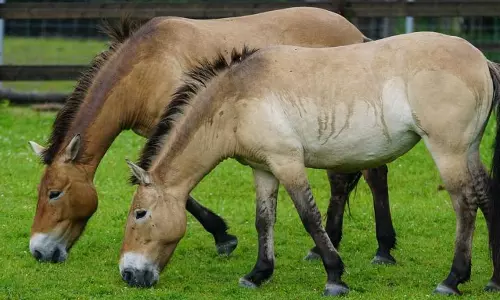 Mystery Over Missing Racehorses