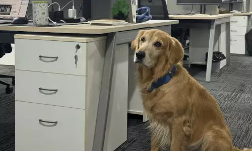 Golden Retriever Hired as Chief Happiness Officer at Hyderabad IT Firm