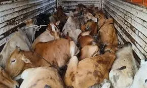 Illegal Cow Transporters Will Face Action: Telangana DGP Illegal Cow Transporters Will Face Action: Telangana DGP