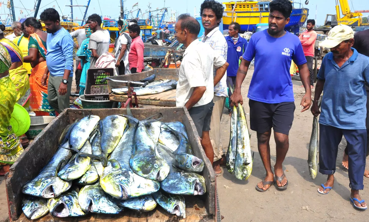 Vizag’s Small Boat Fishermen Celebrate Dolphin Catch
