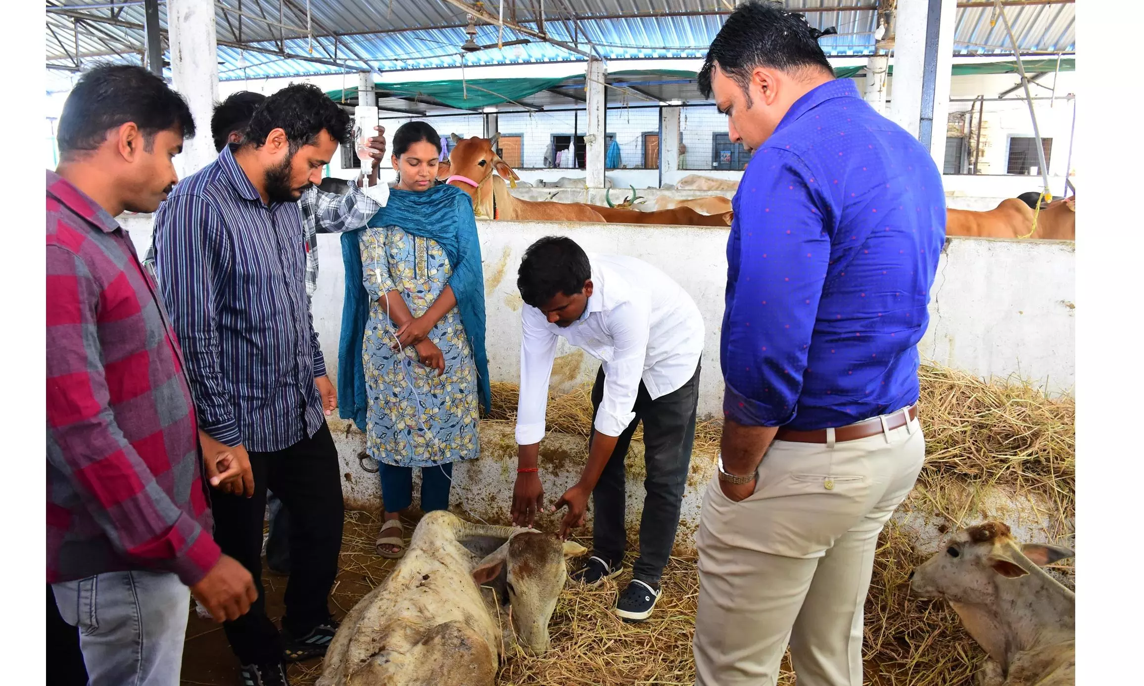 Deaths of Cows at Vemulawada Temple Raises Alarm