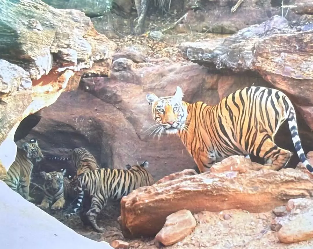 Telangana Issues GO 49, Creates New Tiger Corridor