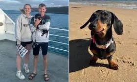 Mini Dachshund Found Alive After 529 Days Lost in Australian Wilderness