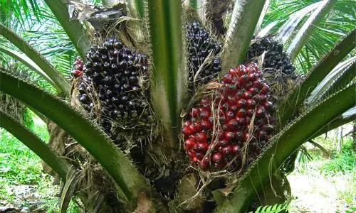 Oilpalm Farmers Seek Rollback of Duty Cut, Demand Dynamic Import Policy Oilpalm Farmers Seek Rollback of Duty Cut, Demand Dynamic Import Policy
