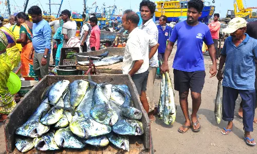 Vizag’s Small Boat Fishermen Celebrate Dolphin Catch