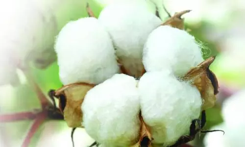Special Teams to Check Sale of Fake Cotton Seeds