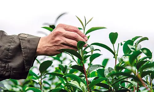 Tea-Riffic Food Items, Steeped in Traditions