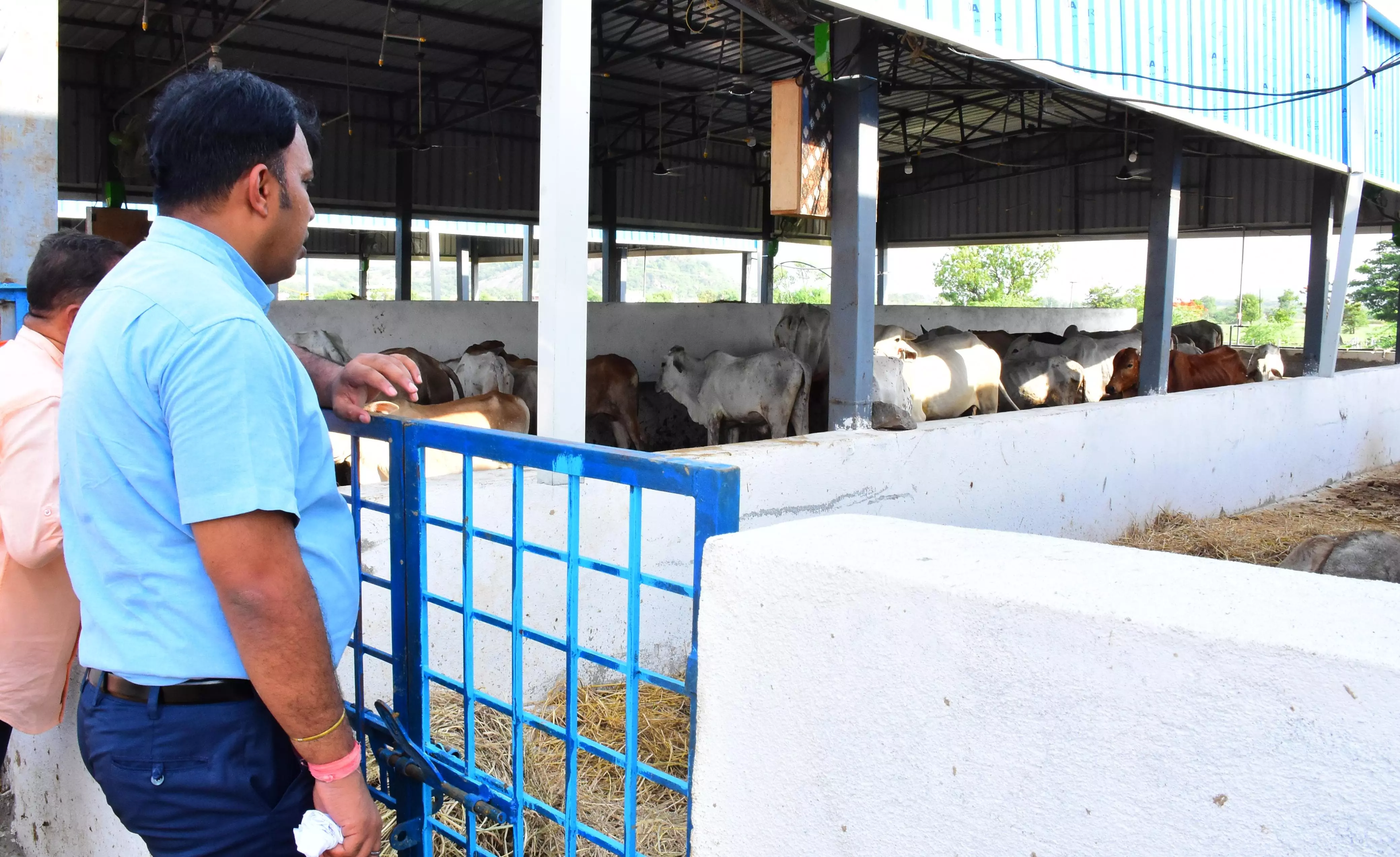 26 Oxen Die at Rajanna Goshala in 5 Days