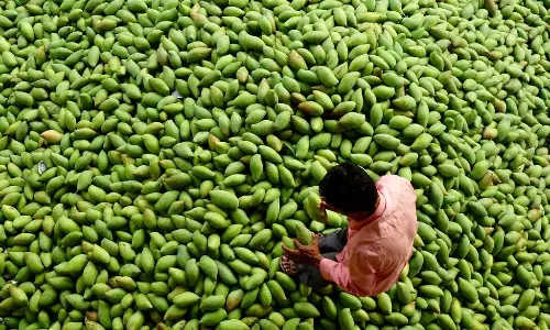Mango Farmers in Telangana Accuse Middlemen Nexus to Crash Prices