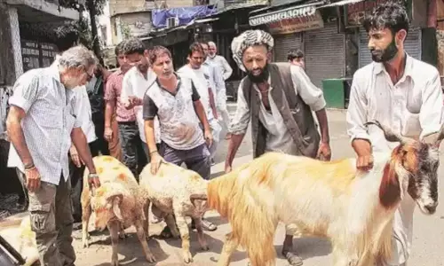 Bombay HC Allows Animal Sacrifice At Vishalgad Fort Dargah For Bakri Eid, Urs