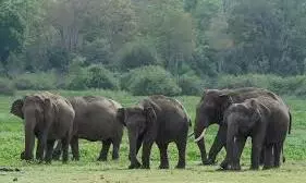 Farmer Trampled To Death As Wild Elephant Threat Escalates In Chittoor