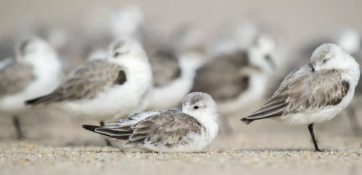 Dreams on the Wing: The Art and Vigilance of Bird Sleep Dreams on the Wing: The Art and Vigilance of Bird Sleep