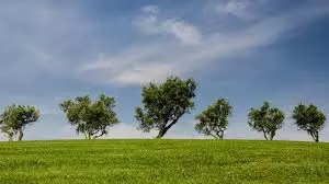 AP to Distribute Eco-Friendly Induction Cooktops In Anganwadi Centres on Environment Day