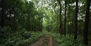 Ahead Of Monsoon, Reserve Forests Encroached Ahead Of Monsoon, Reserve Forests Encroached
