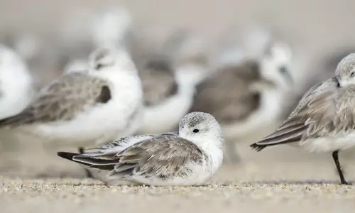 Dreams on the Wing: The Art and Vigilance of Bird Sleep Dreams on the Wing: The Art and Vigilance of Bird Sleep