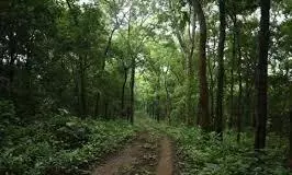 Ahead Of Monsoon, Reserve Forests Encroached