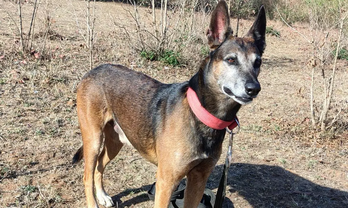 Galileo, MPs Star Sniffer Dog, Helps Nab 91 Poachers in Tiger Reserve