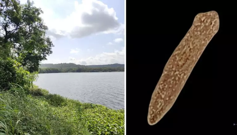 New Species of Flatworm Found in Pune’s Pashan Lake New Species of Flatworm Found in Pune’s Pashan Lake