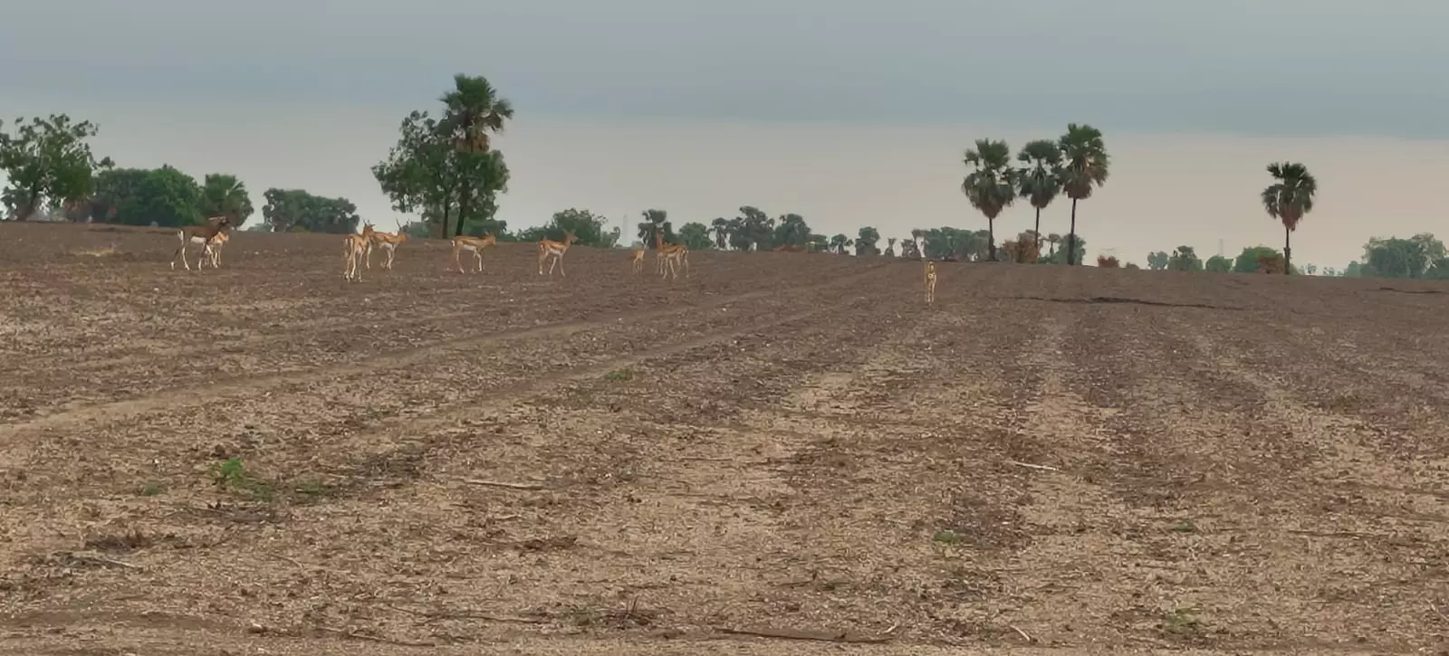 Animal Lovers Seek Deer Park At Sarampet As Ring Road Cuts Through Habitat Animal Lovers Seek Deer Park At Sarampet As Ring Road Cuts Through Habitat