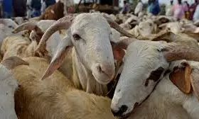 Families in Gaza Struggle to Celebrate Eid al-Adha Without Meat