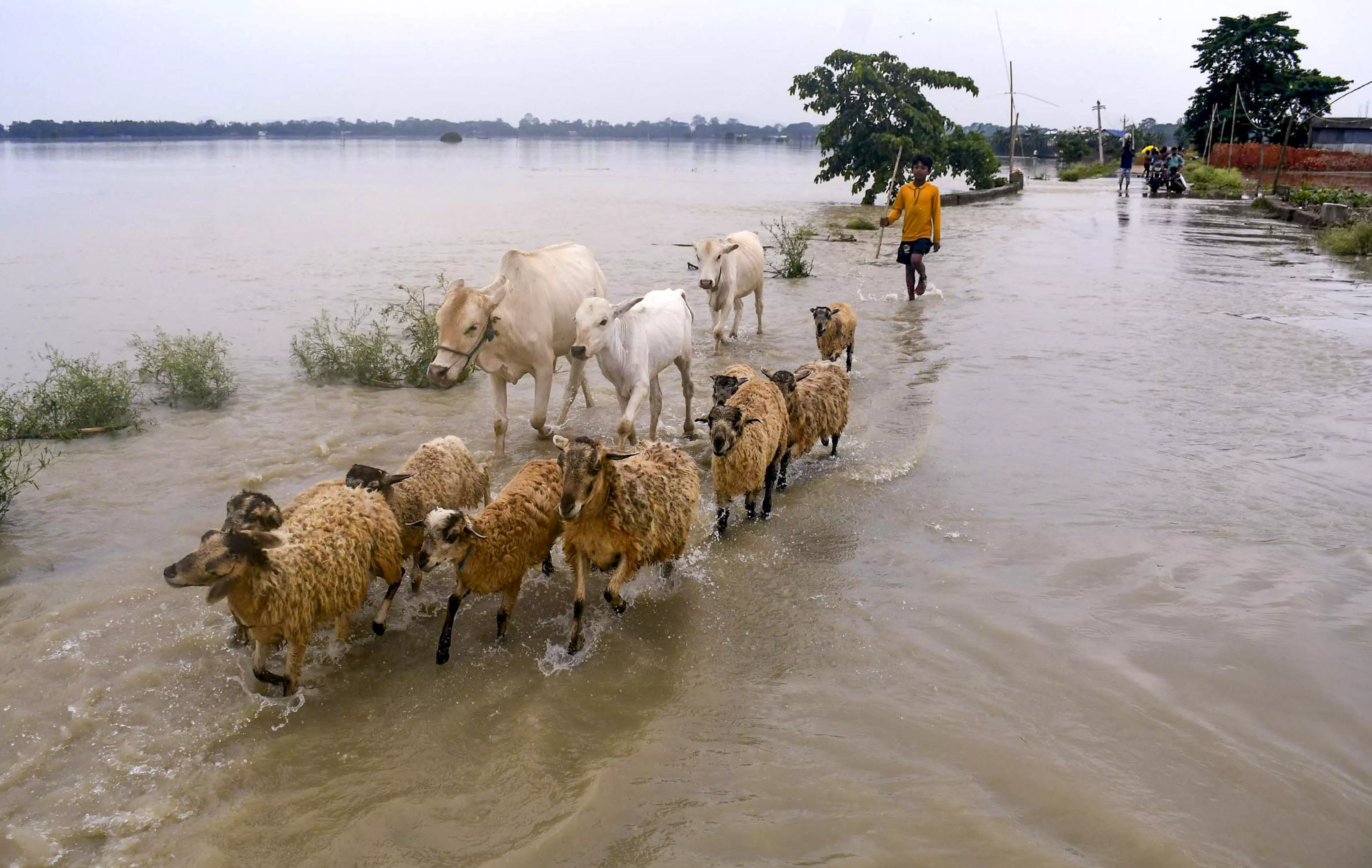 Assam Flood Situation Improves Marginally