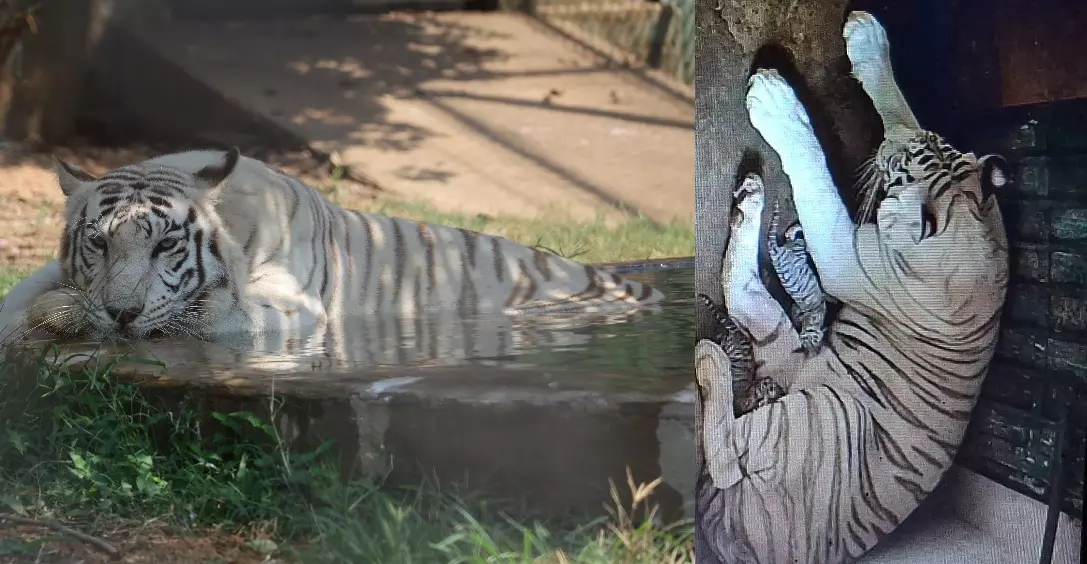 New Life At Odisha’s Nandankanan As Tigress Mousumi Welcomes Two Cubs