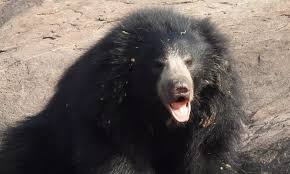 Sloth Bear Killed in Road Accident on National Highway