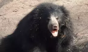 Sloth Bear Killed In Road Mishap