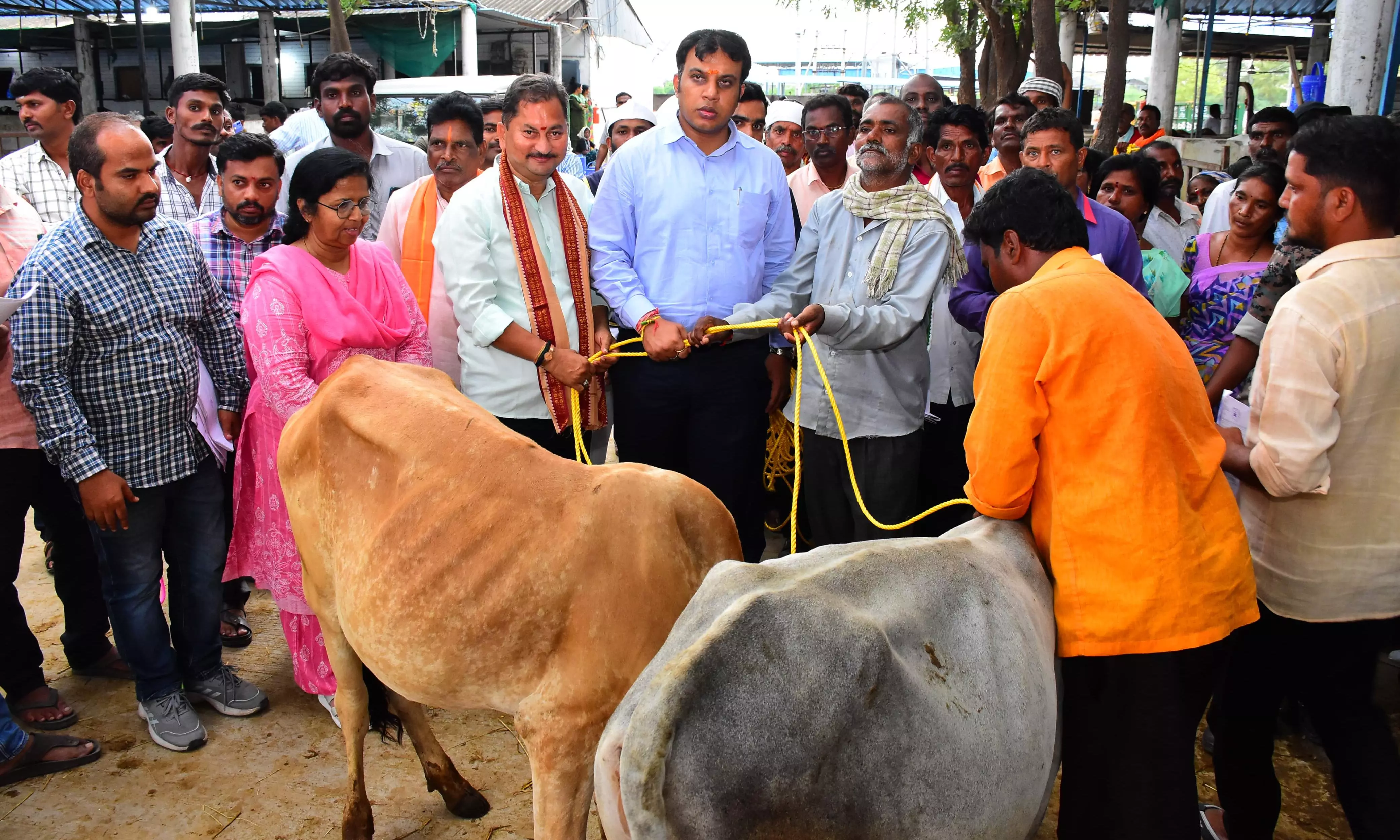 Karimnagar: 100 Pairs Of Bullocks Distributed