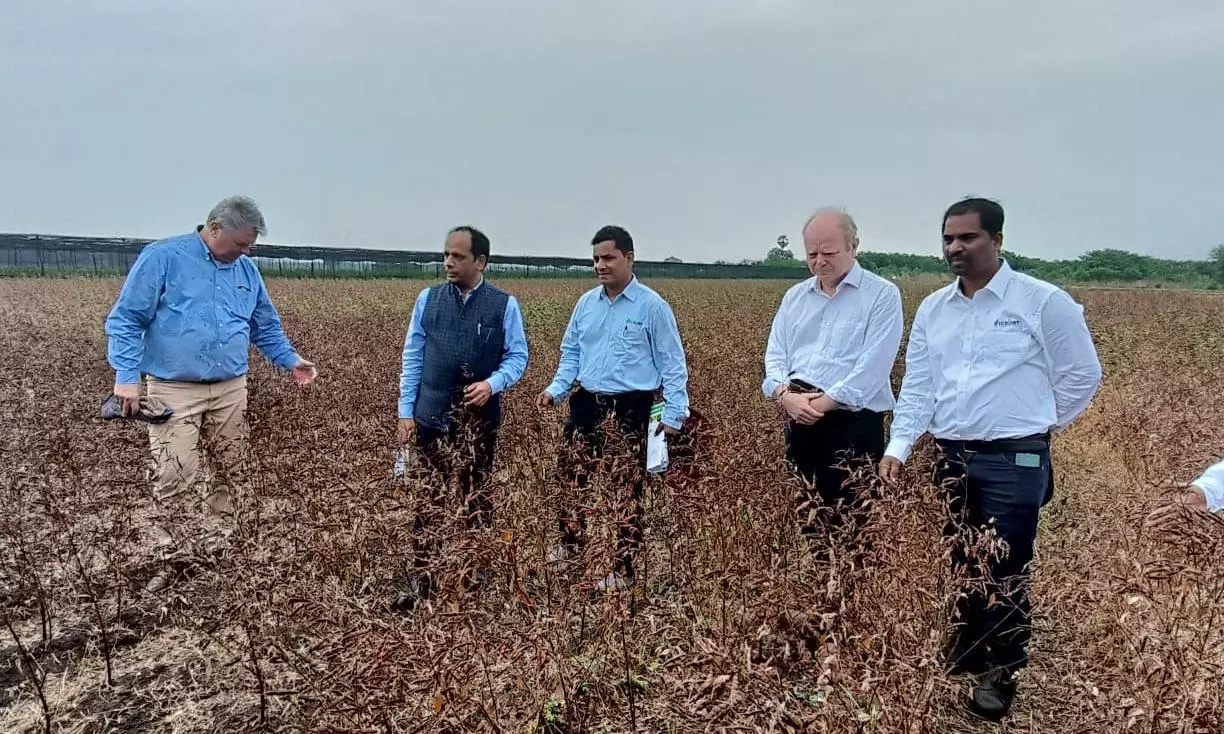 Icrisat Develops Fast-Growing Tur Dal