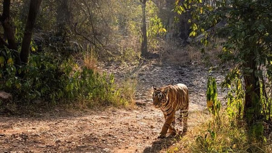 Temple Caretaker Killed in Third Tiger Attack Near Ranthambore