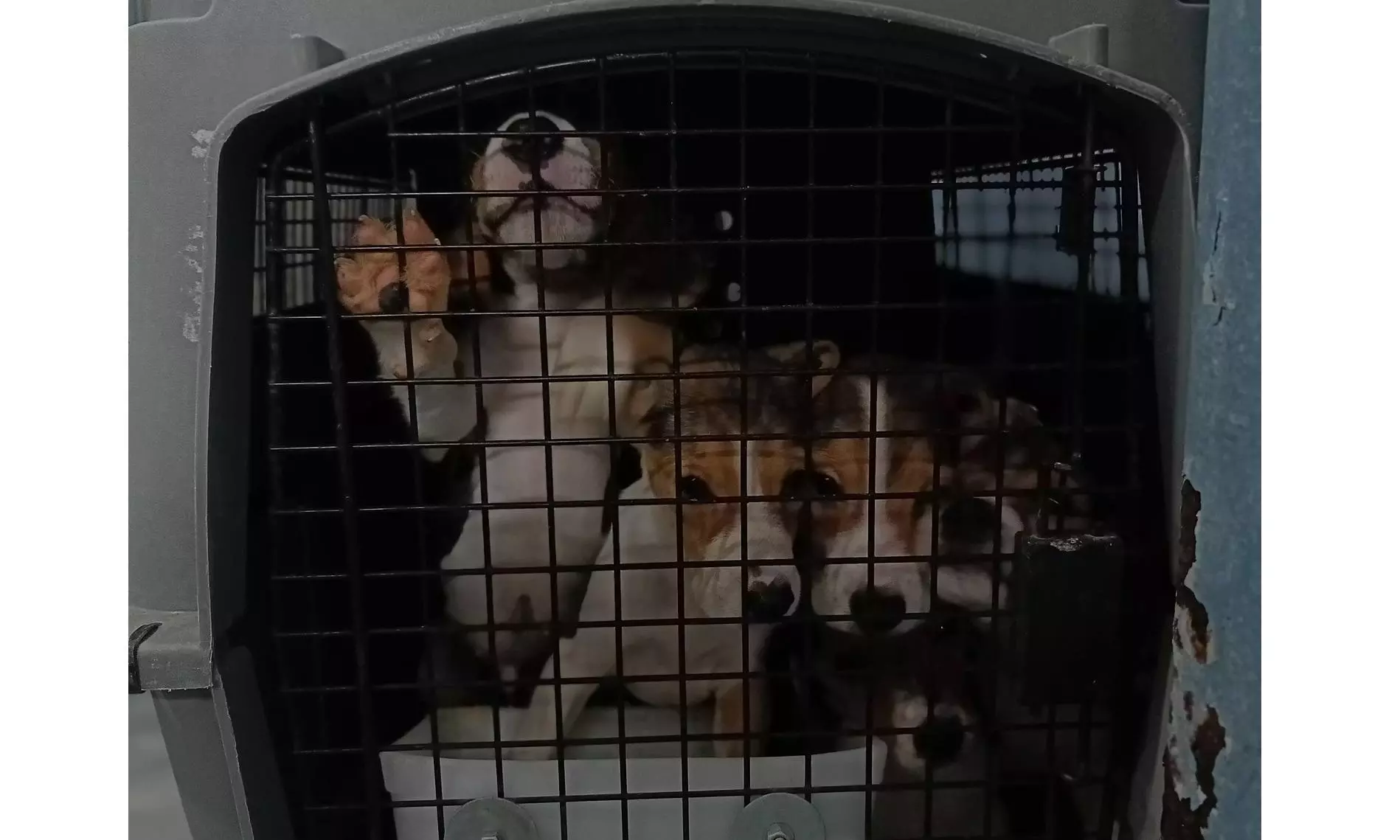 Palamur Firm Accused of Atrocities on Animals