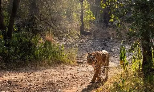 Rajasthan: Third Tiger Attack Near Ranthambore Claims Life of Temple Caretaker