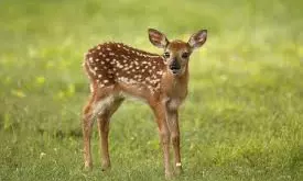 Fawn Mauled to Death by Stray Dogs in Nalgonda