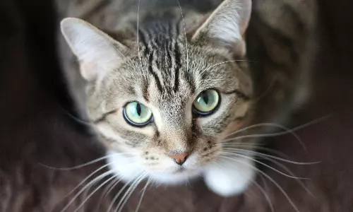 Cat Named Daisy Has Driven Everyone Crazy, Observes HC While Quashing Frivolous Case