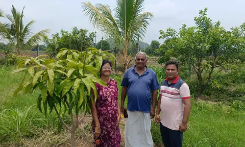 World’s Most Expensive Miyazaki Mangoes Grown in Jagtial