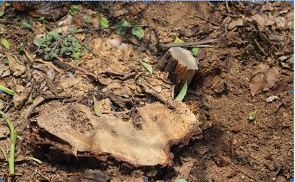Women Arrested in Hyderabad for Sandalwood Theft