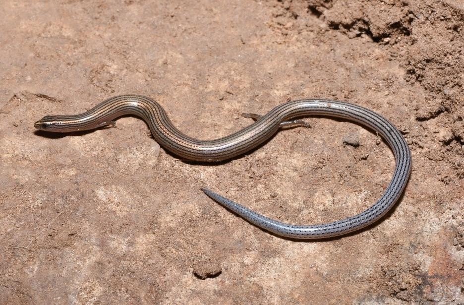 New Skink Species Discovered in Eastern Ghats After 84 Years