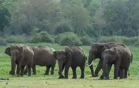 Stationing Kumkis In Manyam To Check Wild Elephants A Difficult Proposition