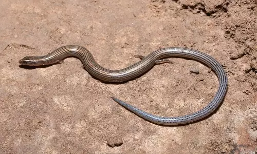 New Skink Species Found In Eastern Ghats After 84-Year Gap