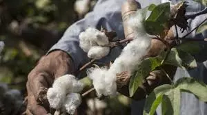 Farmers Happy With Timely Rain, Sow Cotton